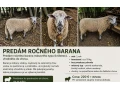 predam-rocneho-barana-masoveho-typu-vhodneho-do-small-0