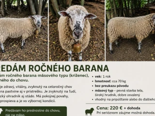 predam-rocneho-barana-masoveho-typu-vhodneho-do