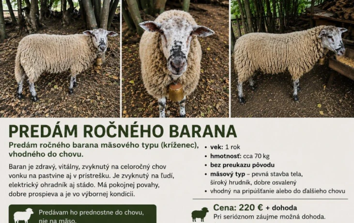 predam-rocneho-barana-masoveho-typu-vhodneho-do-big-0