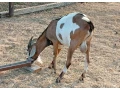 anglonubijsky-capko-small-3