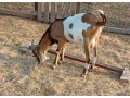 anglonubijsky-capko-small-1