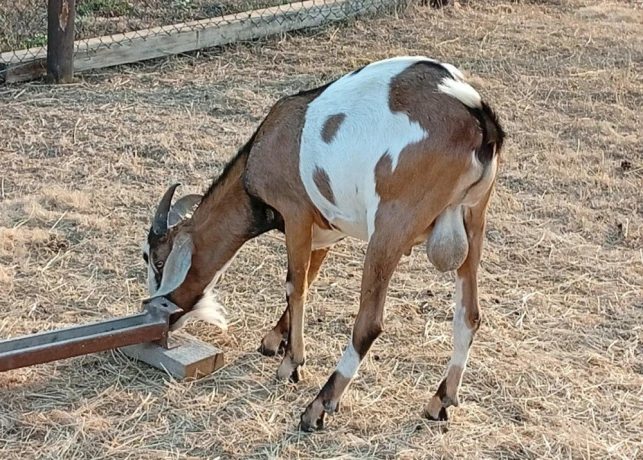anglonubijsky-capko-big-3