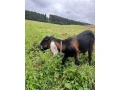 kozicky-small-2