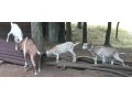 predam-kozicky-small-1