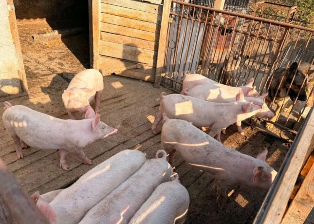 ostavcata-big-3