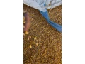 sano-obilie-small-0