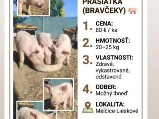 predam-bravcekov