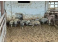predam-odstavcata-a-aj-vykrm-small-0
