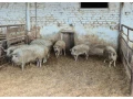 predam-odstavcata-a-aj-vykrm-small-1