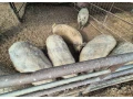 predam-odstavcata-a-aj-vykrm-small-3