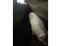 kanec-small-3