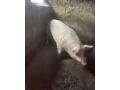 kanec-small-1