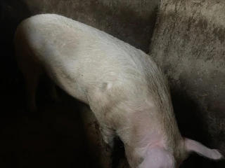 kanec