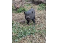 gottingenske-mini-prasiatka-prasa-prasce-gotingen-svina-svin-small-4