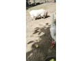 predam-small-1