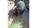 predam-prasiatko-kanceka-small-1