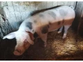 predam-prasiatko-small-0