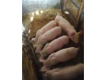 predam-prasiatko-small-2