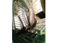 predam-prasata-small-3