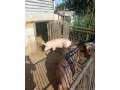 predam-prasata-small-2