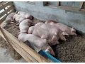 predam-prasata-small-0