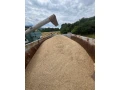 psenica-bio-krmna-small-1