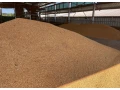 psenica-bio-krmna-small-0