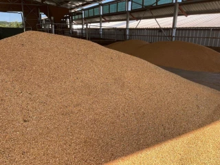 psenica-bio-krmna