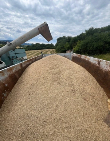 psenica-bio-krmna-big-1