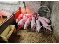 predam-odstavcata-small-2
