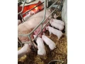 predam-odstavcata-small-1