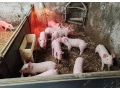 predam-odstavcata-small-0