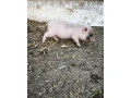 gottinghemske-mini-prasiatko-small-2