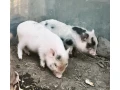 gottinghemske-mini-prasiatko-small-0