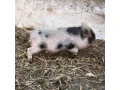 gottinghemske-mini-prasiatko-small-3