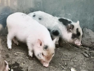 gottinghemske-mini-prasiatko