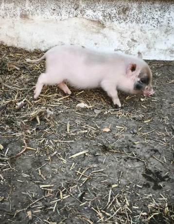 gottinghemske-mini-prasiatko-big-2