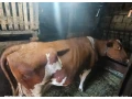 predam-kravu-cerveno-strakaty-holstein-small-1