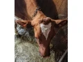 predam-kravu-cerveno-strakaty-holstein-small-2