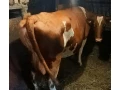predam-kravu-cerveno-strakaty-holstein-small-0
