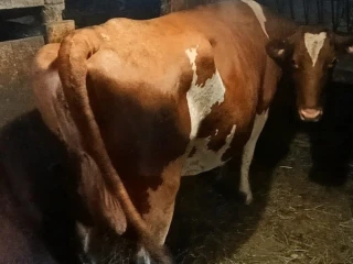 predam-kravu-cerveno-strakaty-holstein