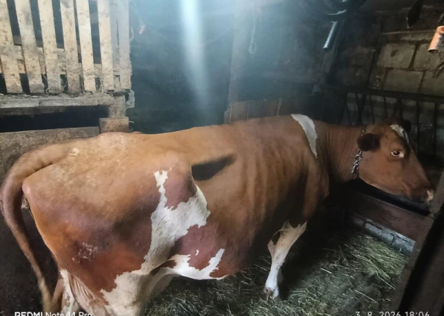 predam-kravu-cerveno-strakaty-holstein-big-1