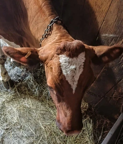 predam-kravu-cerveno-strakaty-holstein-big-2