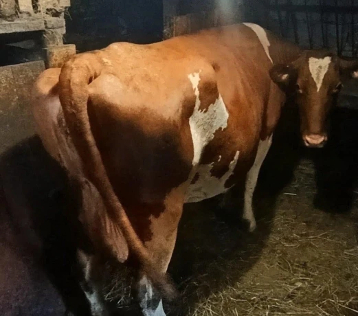 predam-kravu-cerveno-strakaty-holstein-big-0