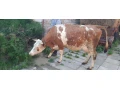 predam-kravu-small-0
