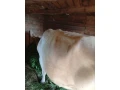 predam-kravu-small-2