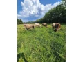 predam-jalovicu-braunvieh-small-0