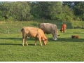 predam-telne-jalovice-small-0