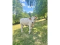 jalovica-small-0