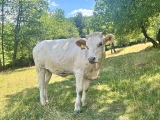 jalovica